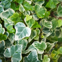 WILLEMSE FRANCE - Lierre commun glacier - le pot / ø 9cm