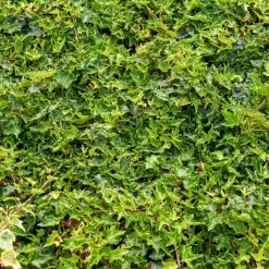 WILLEMSE FRANCE - Lierre commun ivalace - le pot / ø 9cm, vendu par lot de 2