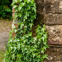 WILLEMSE FRANCE - Lierre commun sagittifolia - le pot / ø 9cm