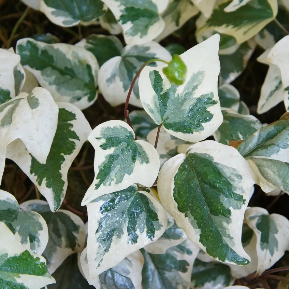 WILLEMSE FRANCE - Lierre des canaries gloire de marengo - le pot / ø 9cm, vendu par lot de 2