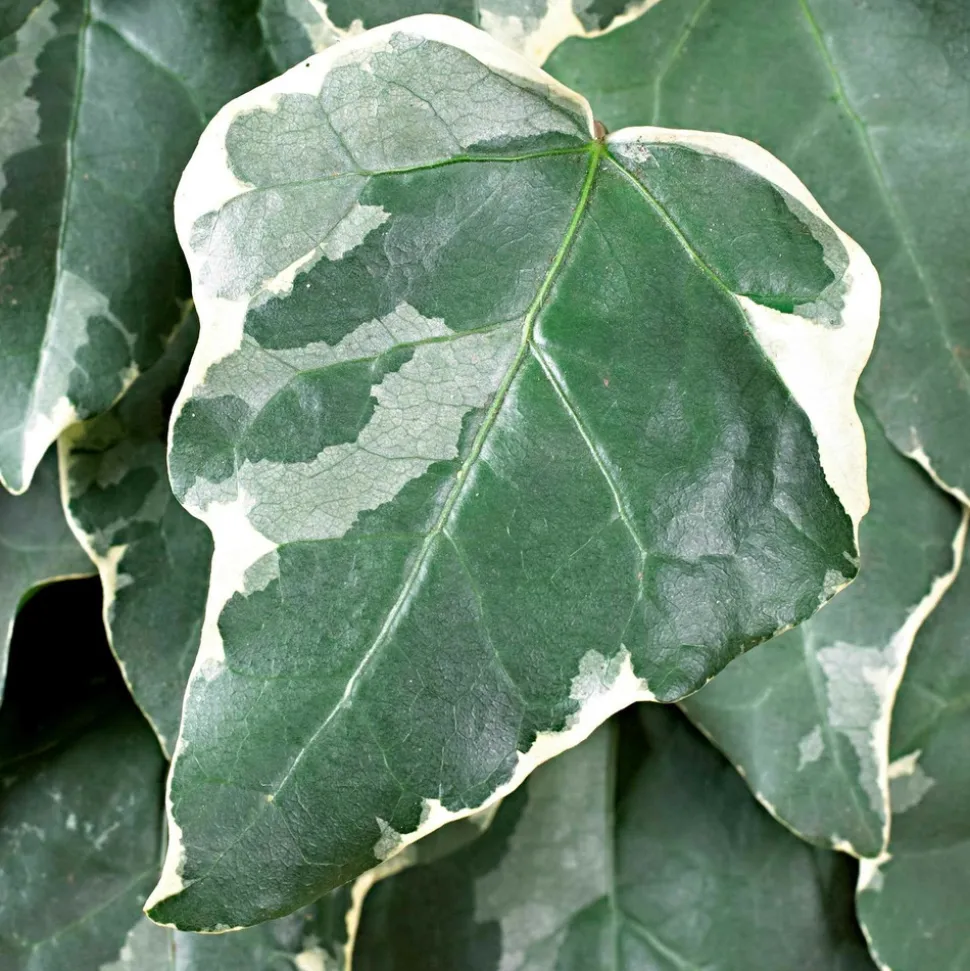 WILLEMSE FRANCE - Lierre des canaries gloire de marengo - le pot / ø 9cm, vendu par lot de 2