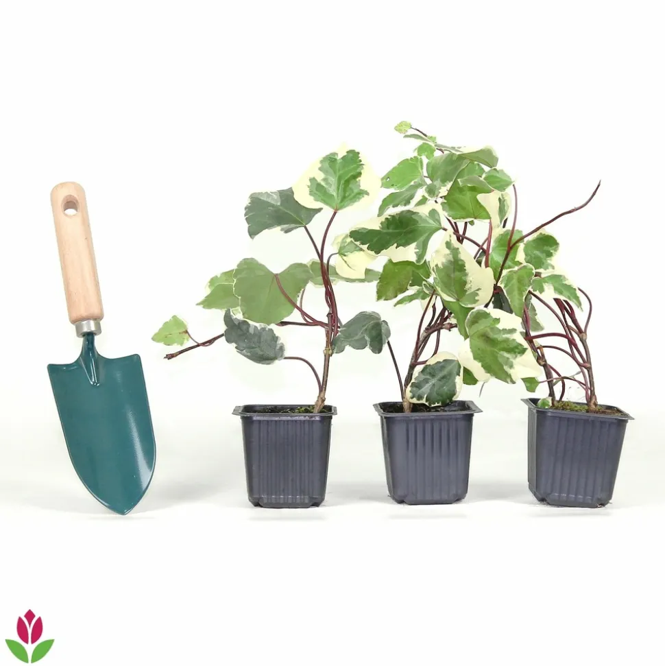 WILLEMSE FRANCE - Lierre des canaries gloire de marengo - le pot / ø 9cm, vendu par lot de 2