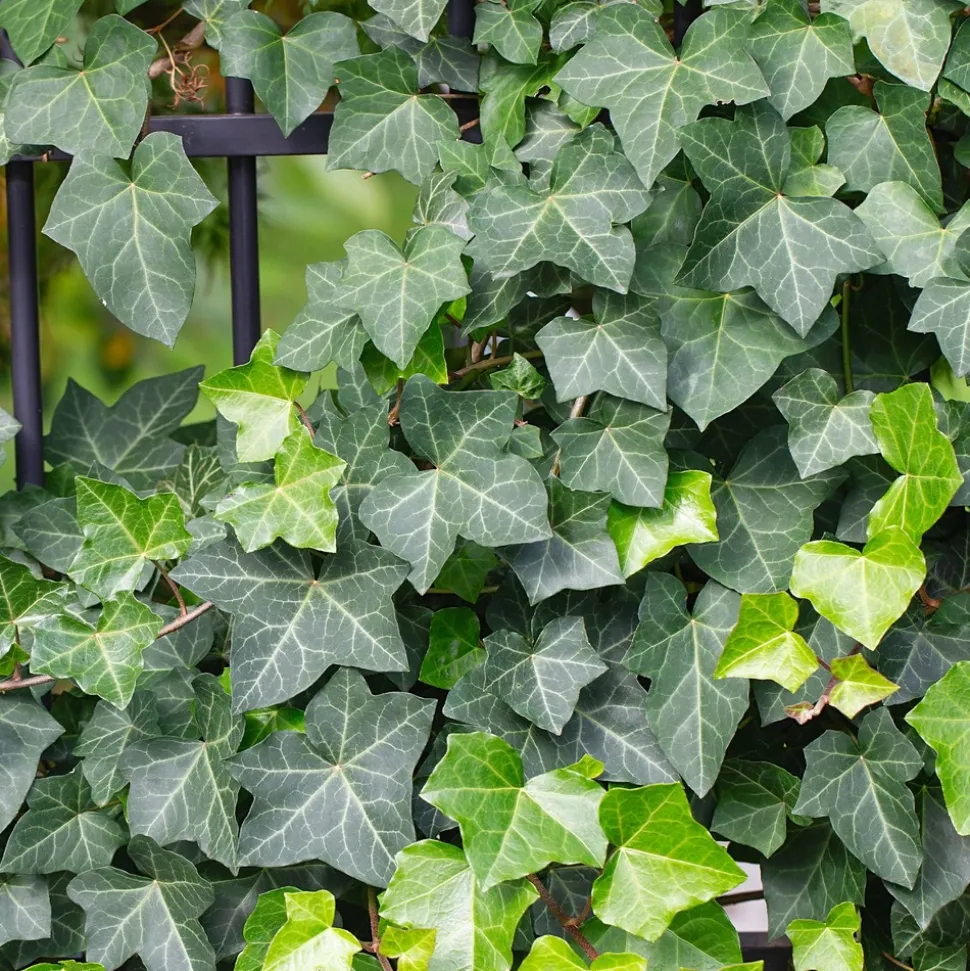 WILLEMSE FRANCE - Lierre grimpant - le pot / 2l / hauteur livrée 40-50cm