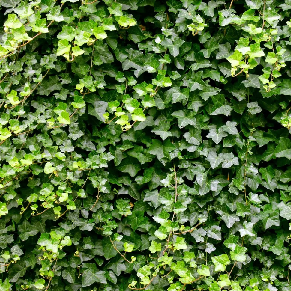 WILLEMSE FRANCE - Lierre grimpant - le pot / 2l / hauteur livrée 40-50cm