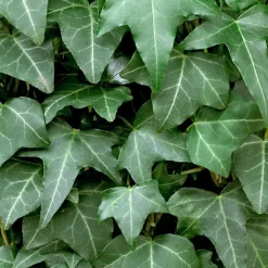 WILLEMSE FRANCE - Lierre grimpant - le pot / 2l / hauteur livrée 40-50cm