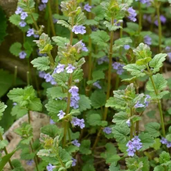 WILLEMSE FRANCE - Lierre terrestre - le pot / ø 9cm