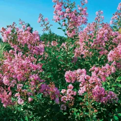 WILLEMSE FRANCE - Lilas des indes petit pink - le pot / ø 9cm / hauteur livrée 20-25cm, vendu par lot de 2