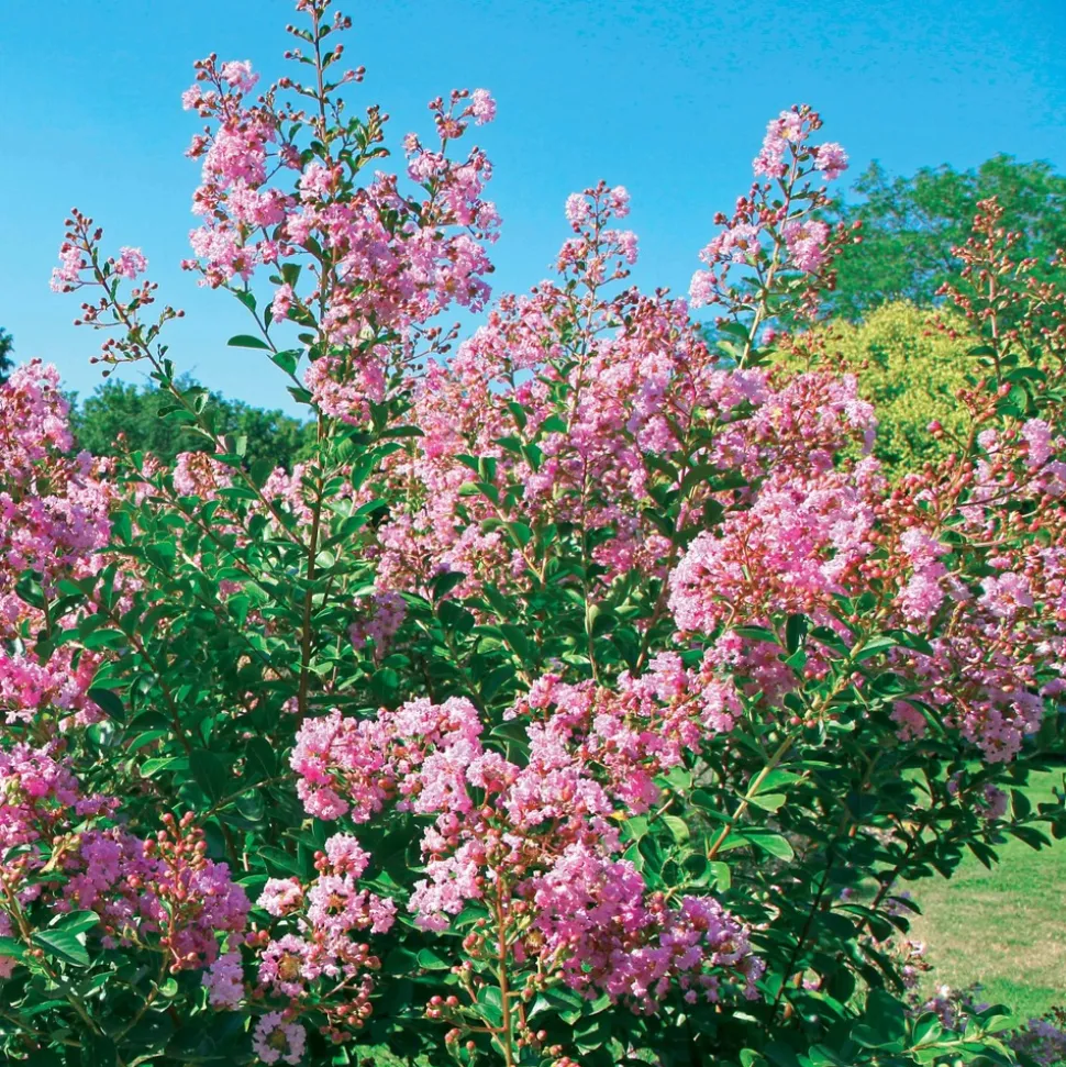 WILLEMSE FRANCE - Lilas des indes petit pink - le pot / ø 9cm / hauteur livrée 20-25cm, vendu par lot de 2