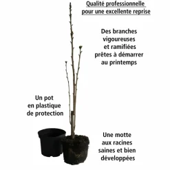 WILLEMSE FRANCE - Lilas des indes petit pink - le pot / ø 9cm / hauteur livrée 20-25cm, vendu par lot de 2