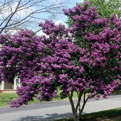 WILLEMSE FRANCE - Lilas des indes violet - le pot / ø 9cm, vendu par lot de 2