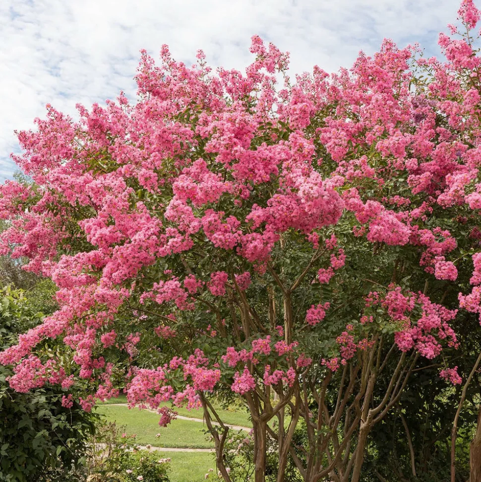 WILLEMSE FRANCE - Lilas des indes rose - le pot / ø 9cm / hauteur livrée 20-25cm, vendu par lot de 2