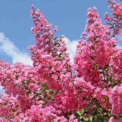 WILLEMSE FRANCE - Lilas des indes rose - le pot / ø 9cm / hauteur livrée 20-25cm, vendu par lot de 2