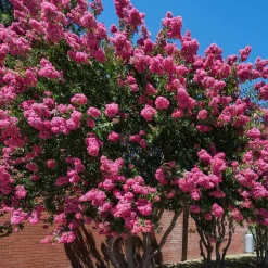 WILLEMSE FRANCE - Lilas des indes rose - le pot / ø 9cm / hauteur livrée 20-25cm, vendu par lot de 2