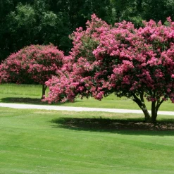 WILLEMSE FRANCE - Lilas des indes rose - le pot / ø 9cm / hauteur livrée 20-25cm, vendu par lot de 2
