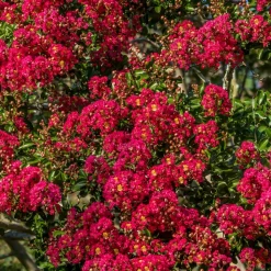 WILLEMSE FRANCE - Lilas des indes rouge - le pot / ø 9cm, vendu par lot de 2