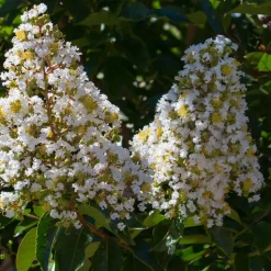 WILLEMSE FRANCE - Lilas des indes blanc - le pot / ø 15cm / hauteur livrée 20-25cm, vendu par lot de 2