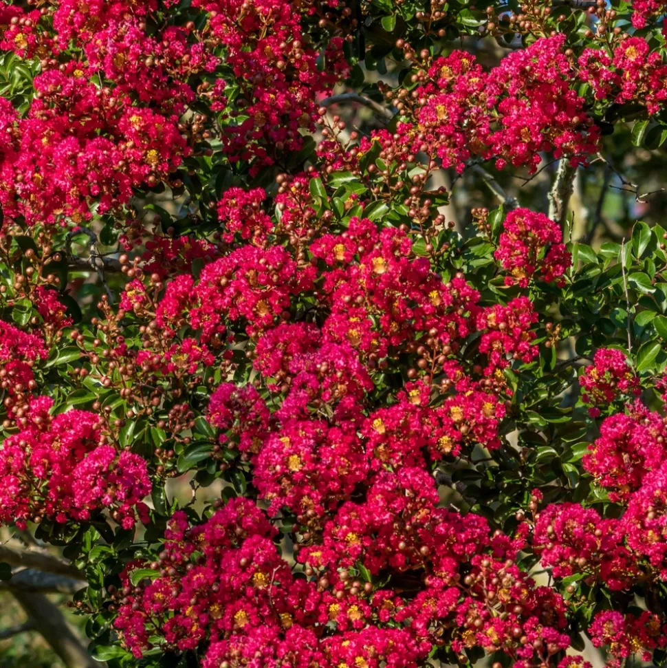 WILLEMSE FRANCE - Lilas des indes rouge - le pot / ø 15cm / hauteur livrée 20-25cm, vendu par lot de 2