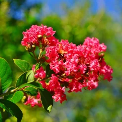 WILLEMSE FRANCE - Lilas des indes rouge - le pot / ø 15cm / hauteur livrée 20-25cm, vendu par lot de 2