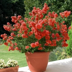 WILLEMSE FRANCE - Lilas des indes rouge - le pot / ø 15cm / hauteur livrée 20-25cm, vendu par lot de 2