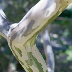 WILLEMSE FRANCE - Lilas des indes rouge - le pot / ø 15cm / hauteur livrée 20-25cm, vendu par lot de 2