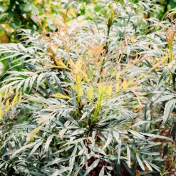 WILLEMSE FRANCE - Mahonia confusa narihira - le godet / ø 9cm