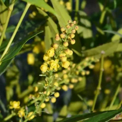 WILLEMSE FRANCE - Mahonia confusa narihira - le godet / ø 9cm