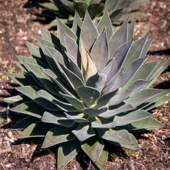 WILLEMSE FRANCE - Mangave lavender lady - le pot / ø 11cm, vendu par lot de 2