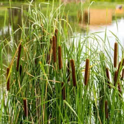 WILLEMSE FRANCE - Massette à feuilles étroites - le pot / ø 9cm