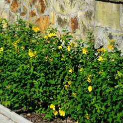 WILLEMSE FRANCE - Millepertuis arbustif - le pot / ø 9cm / hauteur livrée 15-20cm, vendu par lot de 2