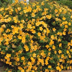 WILLEMSE FRANCE - Millepertuis arbustif - le pot / ø 9cm / hauteur livrée 15-20cm, vendu par lot de 2