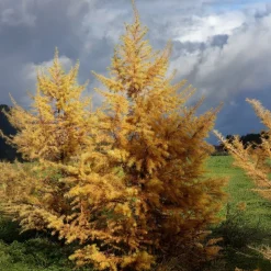 WILLEMSE FRANCE - Mélèze du japon - le pot / 2l / hauteur livrée 80-100cm, vendu par lot de 2