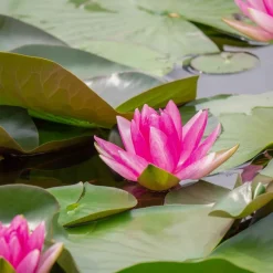 WILLEMSE FRANCE - Nénuphar escarboucle - le pot / ø 11cm