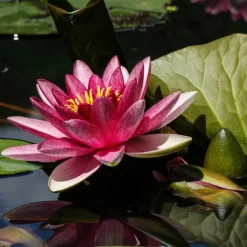 WILLEMSE FRANCE - Nénuphar james brydon - le pot / ø 11cm