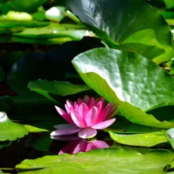 WILLEMSE FRANCE - Nénuphar james brydon - le pot / ø 11cm