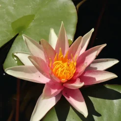 WILLEMSE FRANCE - Nénuphar sioux - le pot / ø 9cm