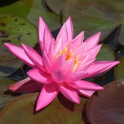 WILLEMSE FRANCE - Nénuphar rose arey - le pot / ø 9cm