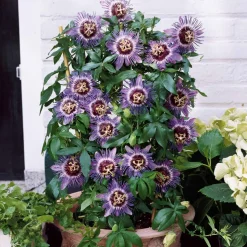 WILLEMSE FRANCE - Passiflore purple rain - le pot / 2l / hauteur livrée 40-50cm, vendu par lot de 2