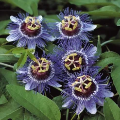 WILLEMSE FRANCE - Passiflore purple rain - le pot / 2l / hauteur livrée 40-50cm, vendu par lot de 2