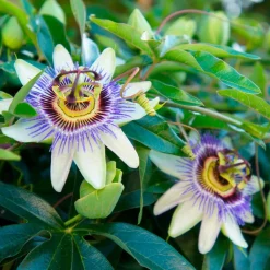 WILLEMSE FRANCE - Passiflore bleue - le pot / ø 9cm