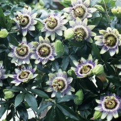 WILLEMSE FRANCE - Passiflore bleue - le pot / ø 9cm