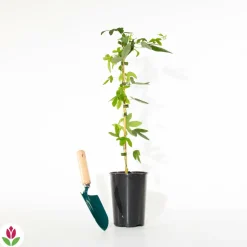 WILLEMSE FRANCE - Passiflore lavender lady - le pot / 2l / hauteur livrée 40-50cm, vendu par lot de 2