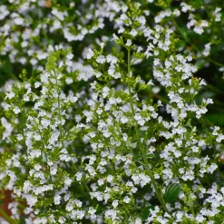 WILLEMSE FRANCE - Petit calament - le pot / ø 9cm, vendu par lot de 2