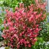 WILLEMSE FRANCE - Photinia fraseri little fenna - le pot / 4l