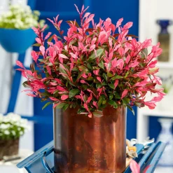 WILLEMSE FRANCE - Photinia fraseri little fenna - le pot / 4l