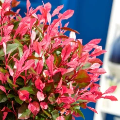 WILLEMSE FRANCE - Photinia fraseri little fenna - le pot / 4l