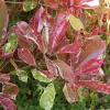 WILLEMSE FRANCE - Photinia fraseri louise - le pot / ø 9cm