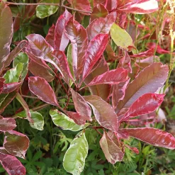 WILLEMSE FRANCE - Photinia fraseri louise - le pot / ø 9cm