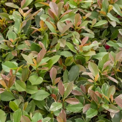 WILLEMSE FRANCE - Photinia fraseri louise - le pot / ø 9cm