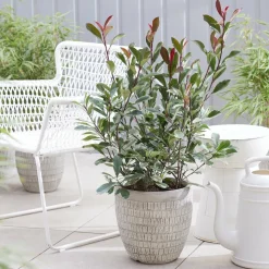 WILLEMSE FRANCE - Photinia fraseri louise - le pot / ø 9cm