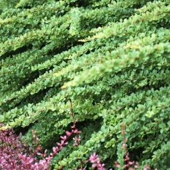 WILLEMSE FRANCE - Épine-vinette de thunberg green carpet - le pot / ø 8cm, vendu par lot de 2